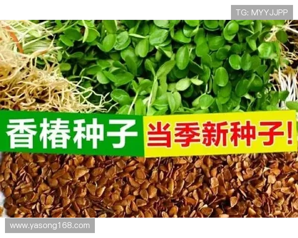 100元一斤，长沙香椿抢“鲜”上市